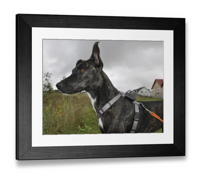Framed Print : Female, dog, pet, animal, mixed breed