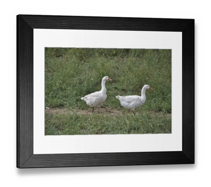 Framed Print : Geese, goose, domestic geese, farm animal Framed Print : Geese, goose, domestic geese, farm animal