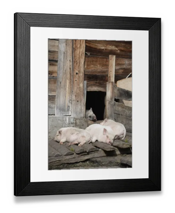 Framed Print : Pigs, pigs, domestic pigs, farm animals