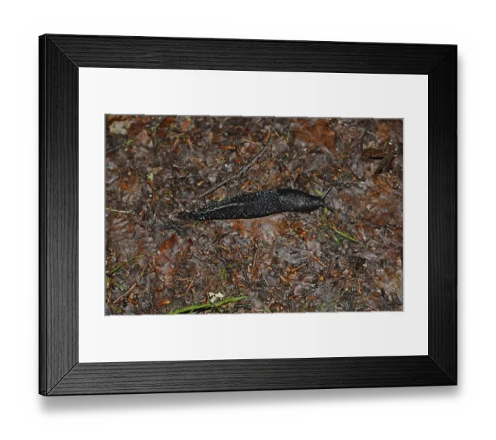 Framed Print : Black snail, black snail, arion