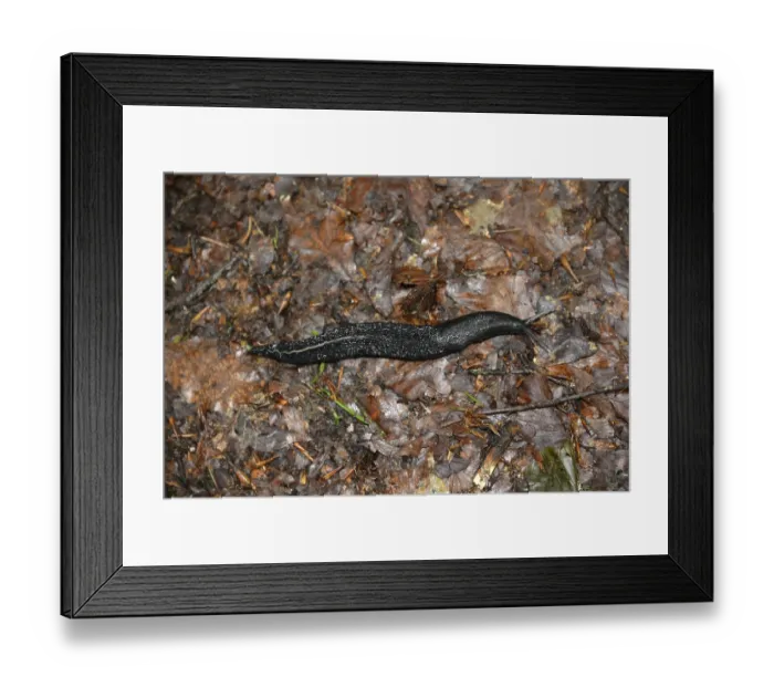 Framed Print : Black snail, black snail, arion