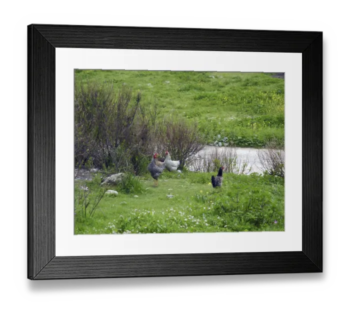 Framed Print : Chickens, chicken, farm animals Framed Print : Chickens, chicken, farm animals