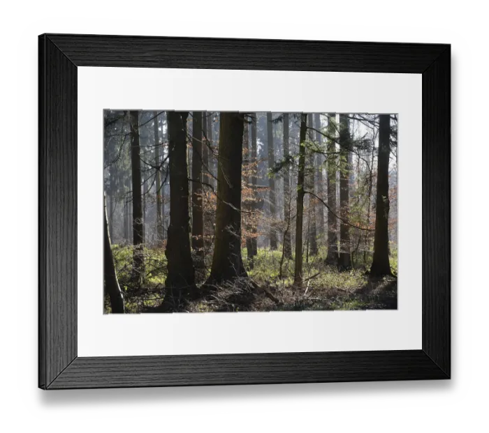 Framed Print : Forest, trees, forest, tree, winter Framed Print : Forest, trees, forest, tree, winter