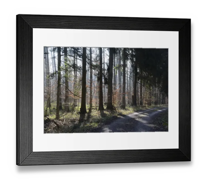 Framed Print : Forest, trees, forest, tree, winter