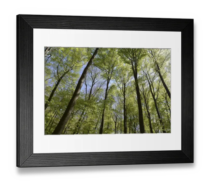 Framed Print : Spring forest, forest, nature, beech Framed Print : Spring forest, forest, nature, beech