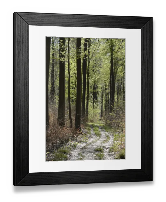 Framed Print : Forest trail, forest path, spring forest