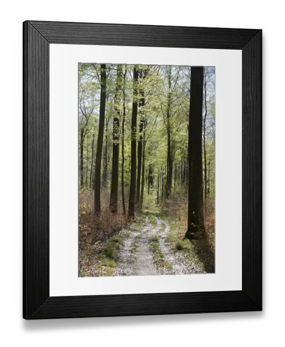 Framed Print : Forest trail, forest path, spring forest Framed Print : Forest trail, forest path, spring forest
