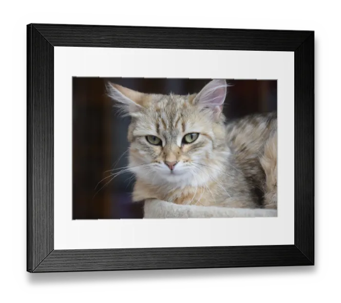 Framed Print : Siberian forest cat, cat, pet, animal
