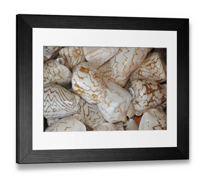 Framed Print : Sea snails, sea snails, mussels Framed Print : Sea snails, sea snails, mussels