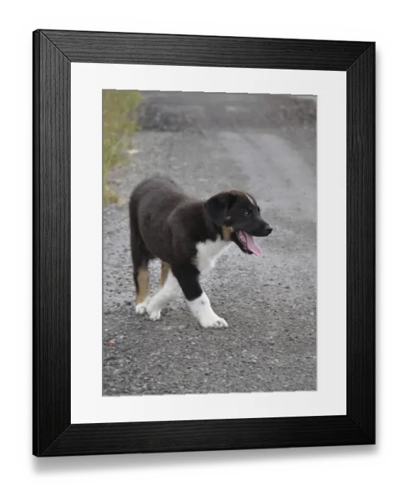 Framed Print : Young dog, dog, mixed breed, male dog