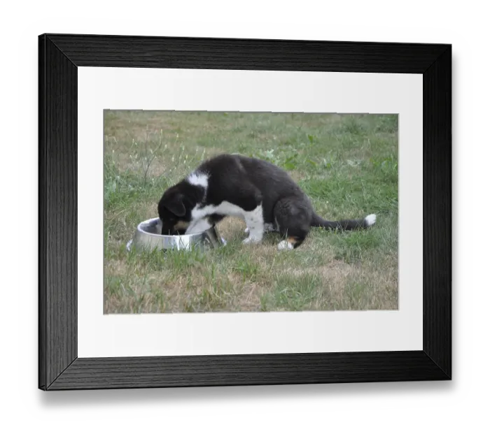 Framed Print : Young dog, dog, mixed breed, male dog