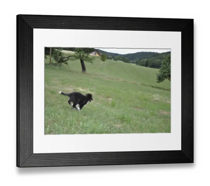 Framed Print : Young dog, dog, mixed breed, male dog