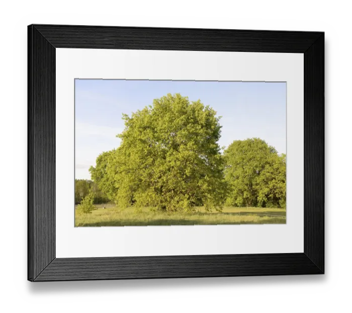 Framed Print : Trees, tree, landscape, nature