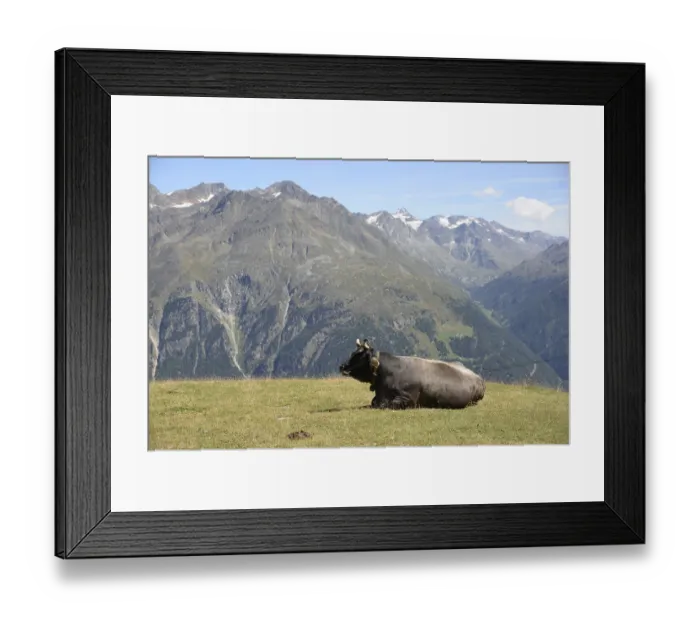 Framed Print : Cow, animal, farm animal, pasture Framed Print : Cow, animal, farm animal, pasture