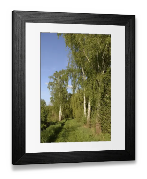 Framed Print : Trees, path, dirt road, tree, landscape