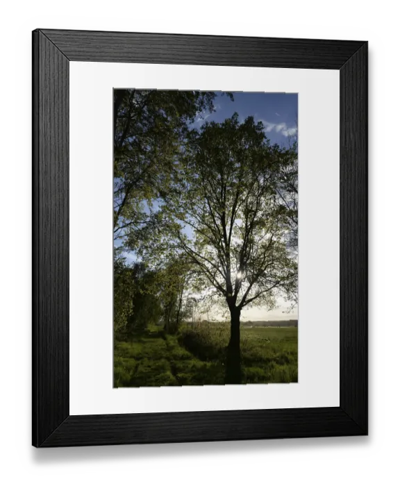 Framed Print : Trees, path, dirt road, tree, landscape Framed Print : Trees, path, dirt road, tree, landscape