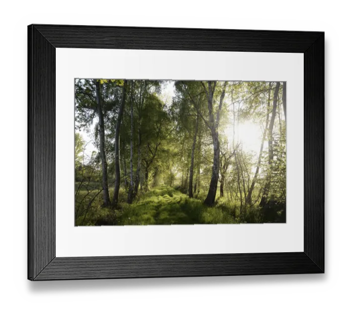 Framed Print : Trees, path, dirt road, tree, landscape Framed Print : Trees, path, dirt road, tree, landscape