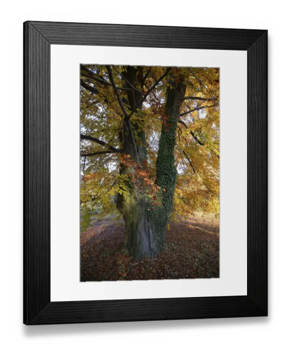 Framed Print : Beech, tree, autumn, nature, landscape
