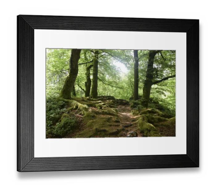 Framed Print : Spring forest, forest, nature, beech