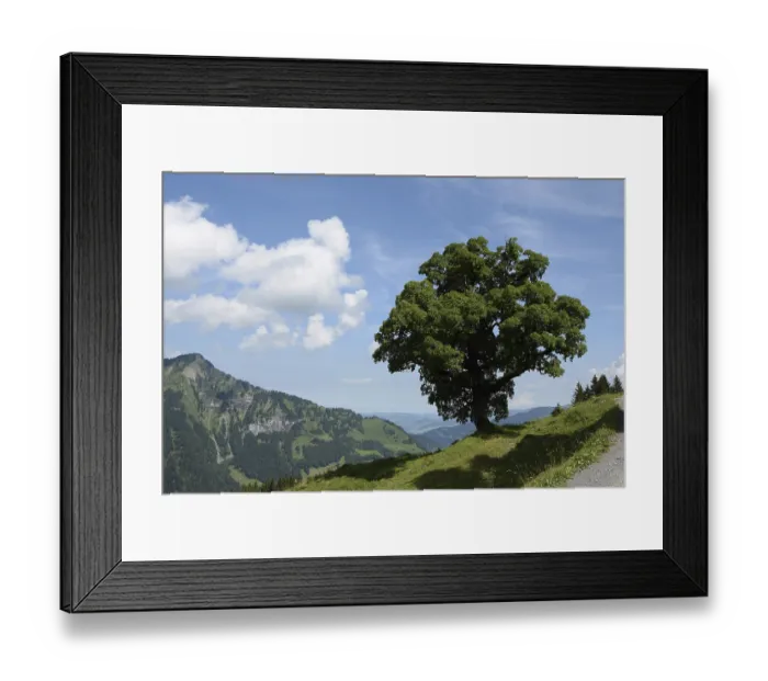 Framed Print : Tree, Mellau, Bregenzerwald, mountains