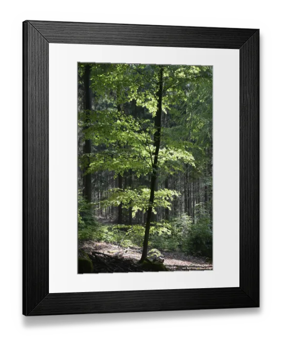 Framed Print : Spring forest, forest, nature, beech