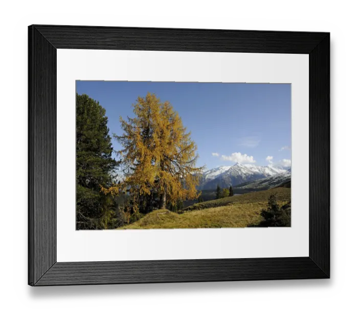 Framed Print : Mountain forest in autumn, mountain forest Framed Print : Mountain forest in autumn, mountain forest