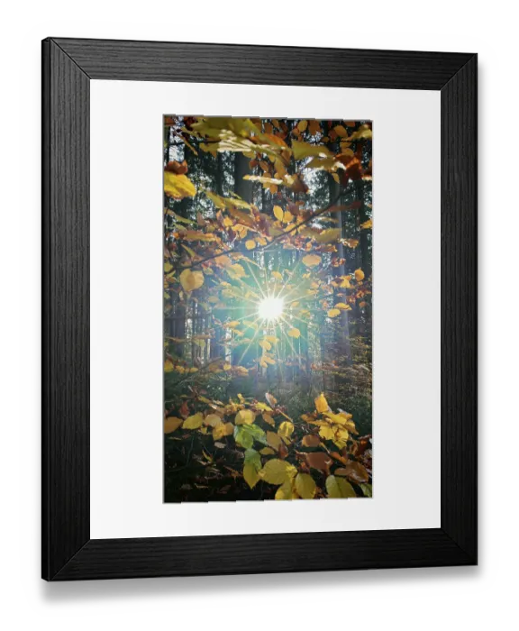 Framed Print : The sun breaks through autumn leaves and fills the forest with golden light Framed Print : The sun breaks through autumn leaves and fills the forest with golden light
