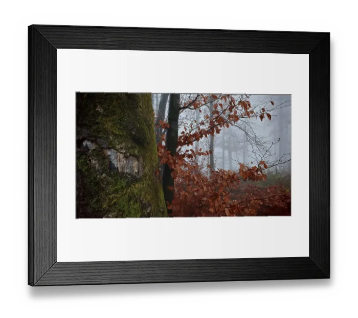 Framed Print : Close-up of a tree trunk with moss and red autumn leaves in fog