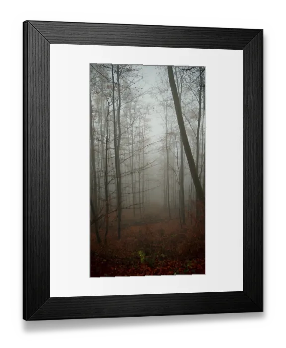 Framed Print : A mystical, foggy forest with tall trees and red autumn leaves