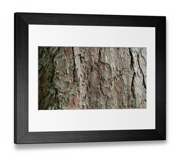 Framed Print : Close-up of the brown, textured bark of a Scots pine (pinus sylvestris) with a striking pattern