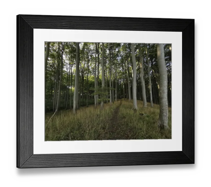 Framed Print : Light-flooded path leads through a quiet and tall deciduous forest in daylight