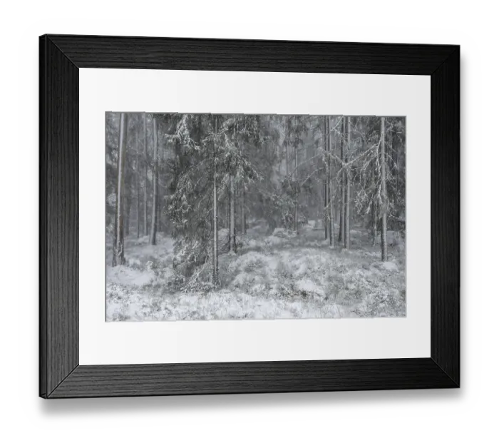 Framed Print : Snowy fir forest, Korpo or Korppo Framed Print : Snowy fir forest, Korpo or Korppo