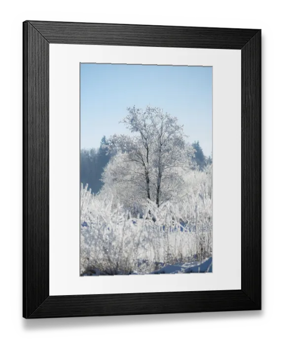 Framed Print : An icy tree, black alder (Alnus glutinosa)