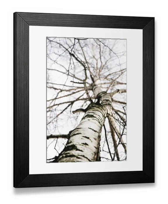 Framed Print : Early spring in a birch forest