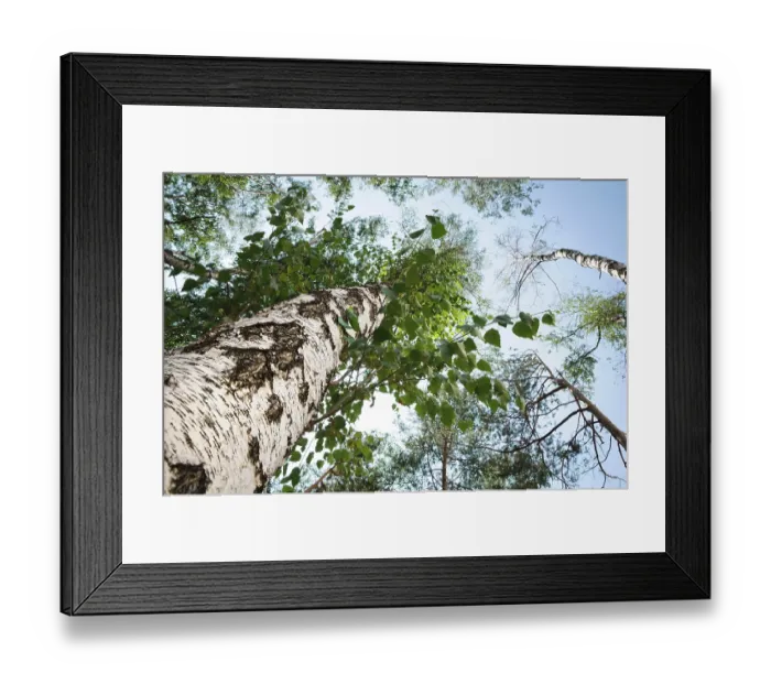 Framed Print : Green birch in a forest on a blue sky background