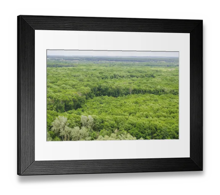 Framed Print : Landscape view on a big deciduous forest