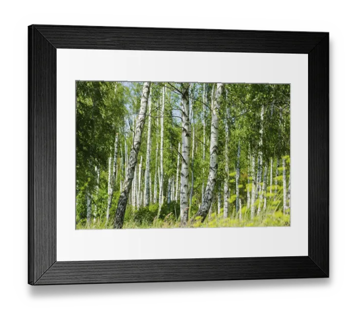 Framed Print : Lush foliage of summer birch forest