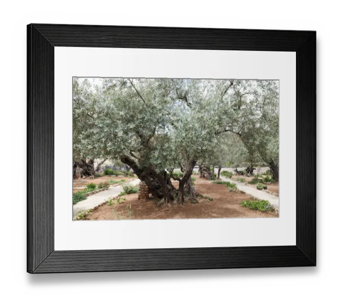 Framed Print : Garden of Gethsemane.Thousand-year olive trees Framed Print : Garden of Gethsemane.Thousand-year olive trees