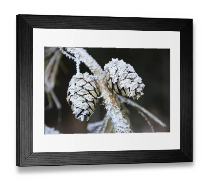 Framed Print : Hoarfrost, larch cones, ice, winter Framed Print : Hoarfrost, larch cones, ice, winter