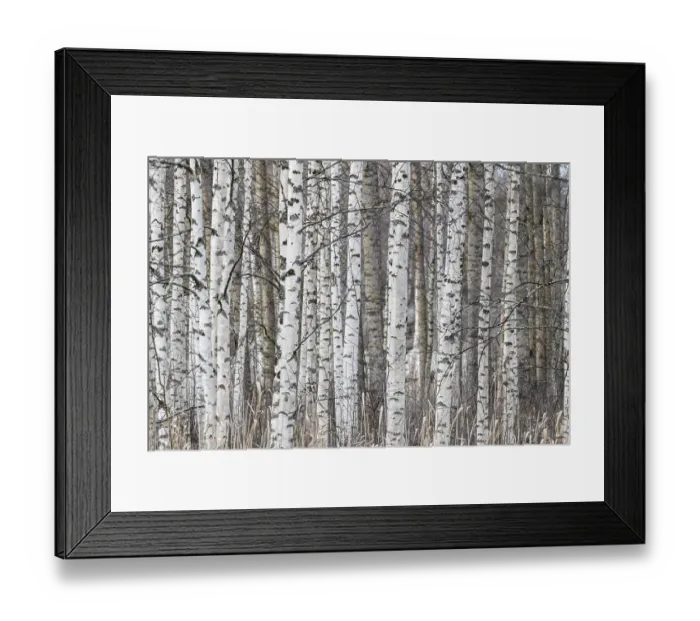 Framed Print : Tight standing, white-black trunks Framed Print : Tight standing, white-black trunks