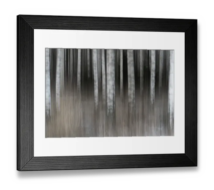 Framed Print : Closely standing, white-black logs Framed Print : Closely standing, white-black logs