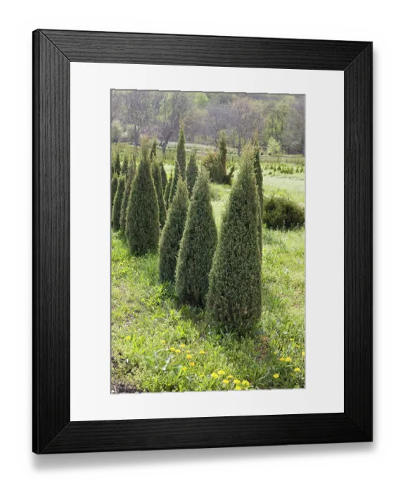 Framed Print : Perkalsky Dendrological nursery (foot of Mashuk)