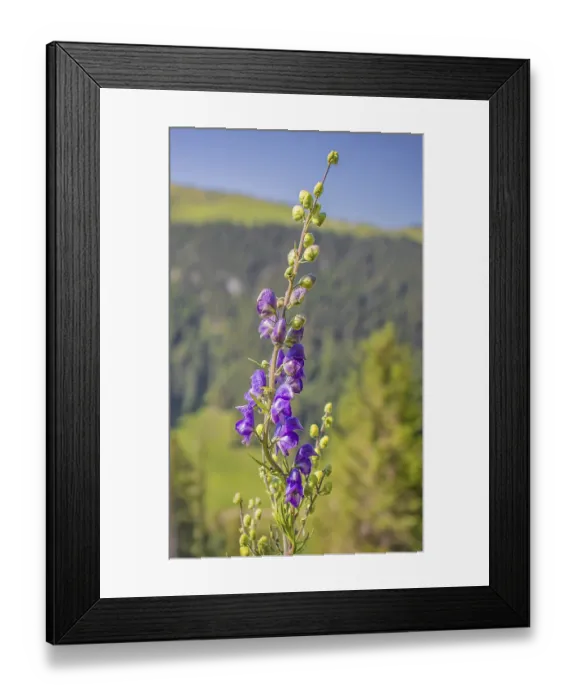Framed Print : Blue aconite Aconitum napellus Framed Print : Blue aconite Aconitum napellus