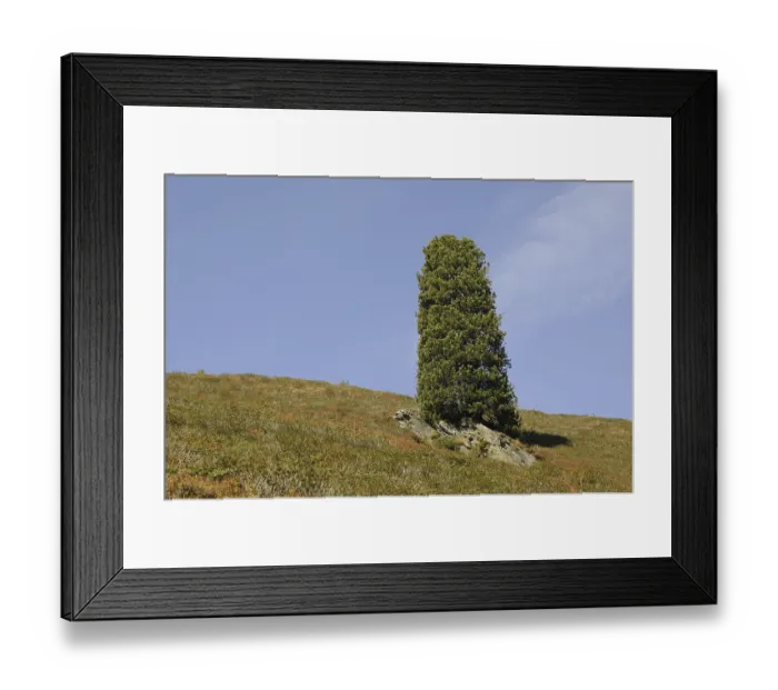 Framed Print : Konigsleiten, tree, mountains Framed Print : Konigsleiten, tree, mountains