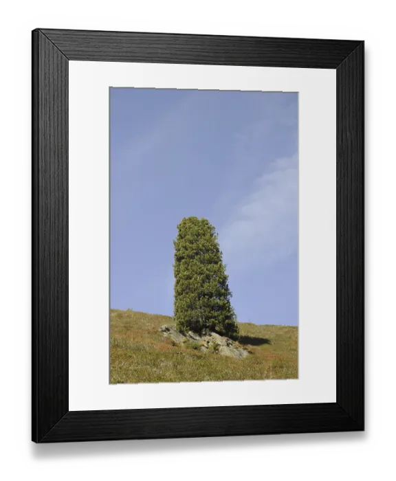 Framed Print : Konigsleiten, tree, mountains