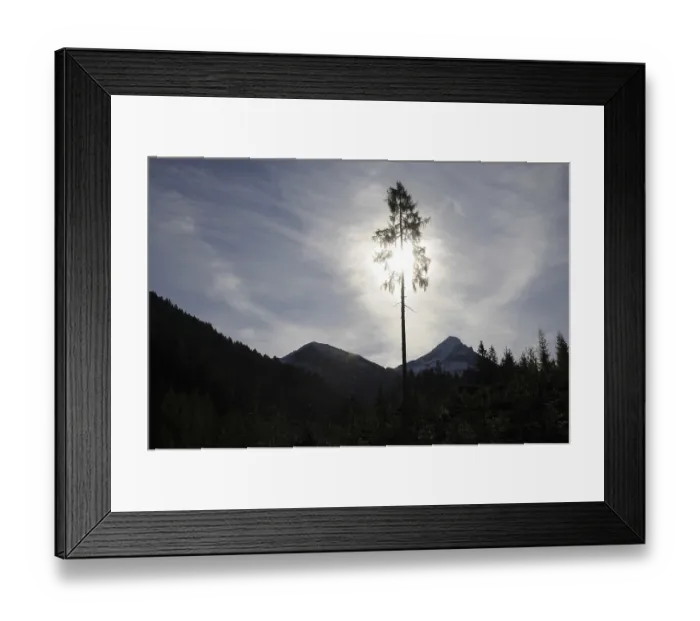 Framed Print : Tree, backlight, light, sun, larch