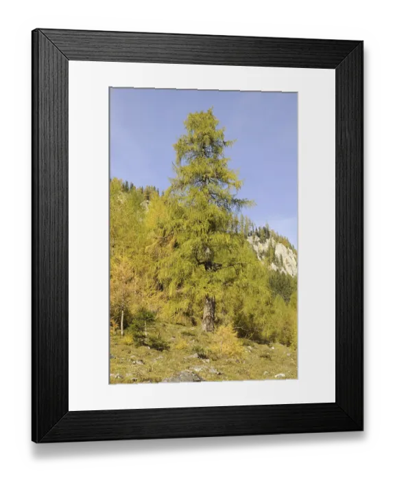 Framed Print : Tree, larch, larch, Wimmertal, Gerlos Framed Print : Tree, larch, larch, Wimmertal, Gerlos