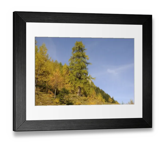 Framed Print : Tree, larch, larch, Wimmertal, Gerlos Framed Print : Tree, larch, larch, Wimmertal, Gerlos