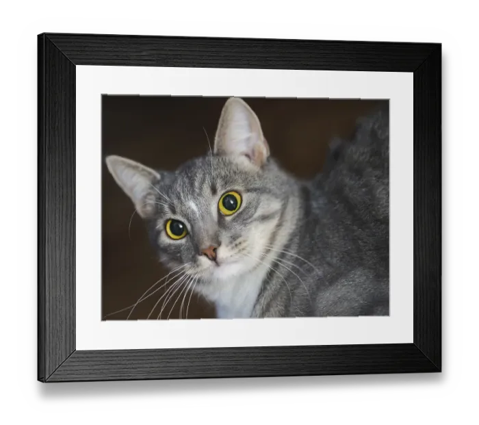 Framed Print : Domestic short-haired young whiskered cat looking Framed Print : Domestic short-haired young whiskered cat looking