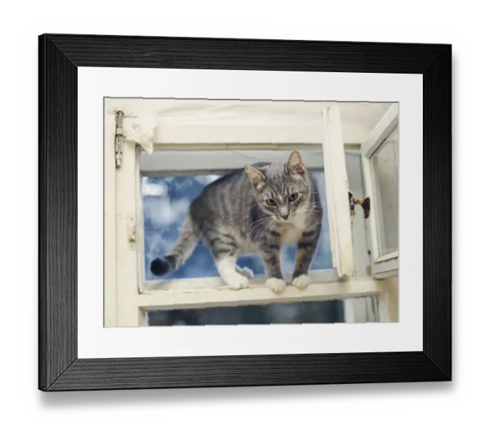 Framed Print : Young cat standing on an open ventilator window